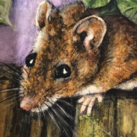 mouse